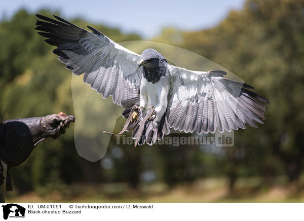 Blaubussard / Black-chested Buzzard / UM-01091