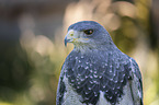 Black-chested Buzzard portrait