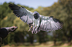 Black-chested Buzzard
