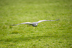 black-chested buzzard-eagle