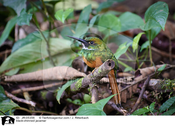 Rotschwanzjakamar / black-chinned jacamar / JR-05356