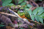 black-chinned jacamar