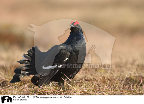 Birkhahn im Morgenlicht / black grouse / WS-01102