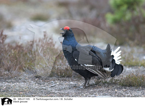 Rufender Birkhahn / black grouse / WS-01105