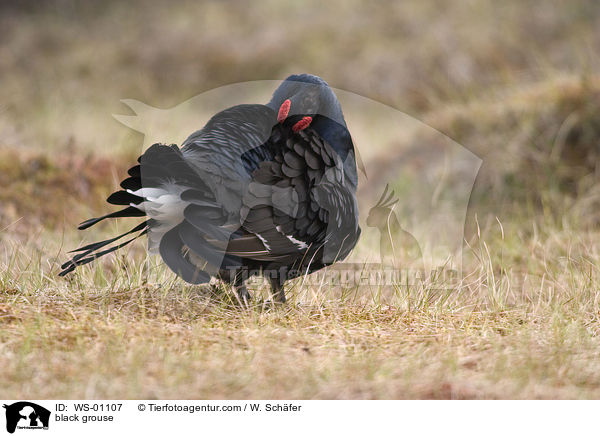 Birkhahn beim Gefiederputz / black grouse / WS-01107