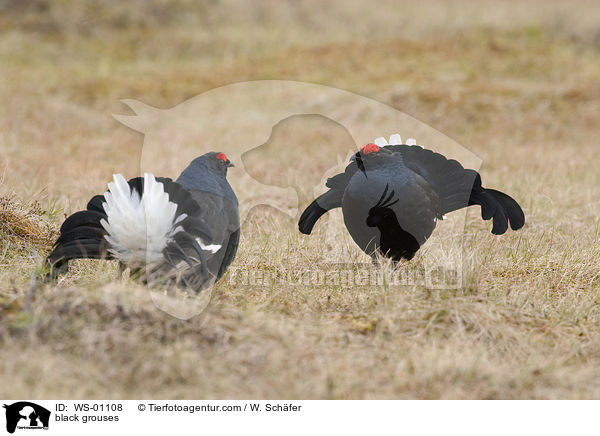 Balzende Birkhaehne / black grouses / WS-01108