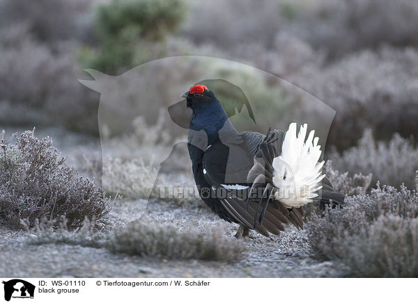 Birkhahn / black grouse / WS-01110