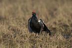 black grouse