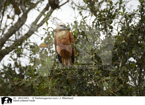 black-collared hawk / JR-01653