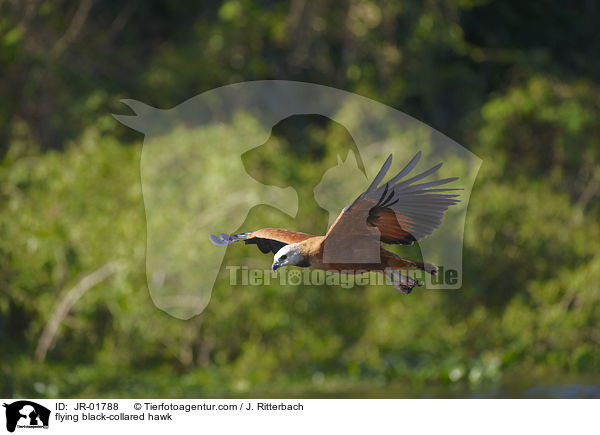 flying black-collared hawk / JR-01788