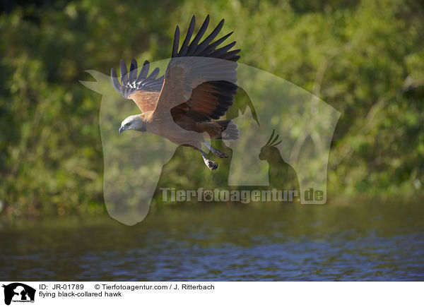 flying black-collared hawk / JR-01789
