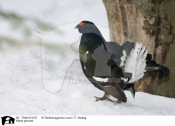 black grouse / THA-01372