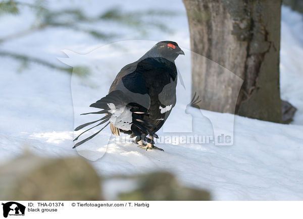 Birkhuhn / black grouse / THA-01374