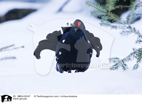 Birkhuhn / black grouse / MBS-02047