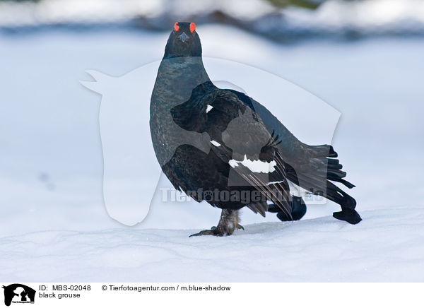 Birkhuhn / black grouse / MBS-02048