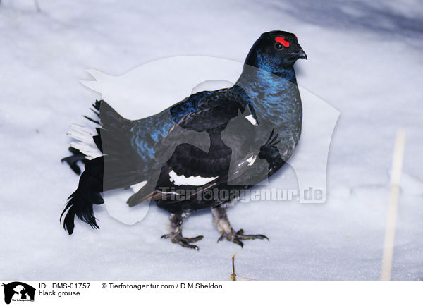 Birkhuhn / black grouse / DMS-01757