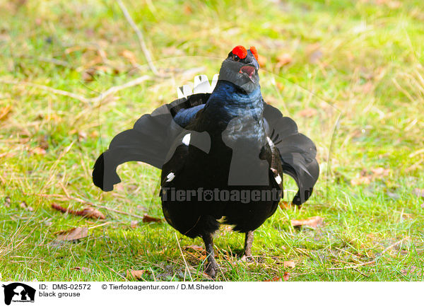 black grouse / DMS-02572