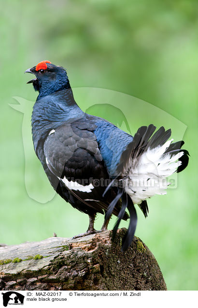 Birkhahn / male black grouse / MAZ-02017