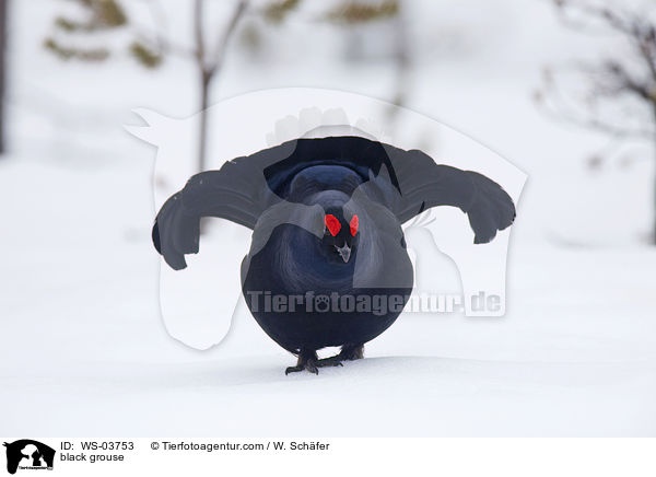 Birkhahn / black grouse / WS-03753