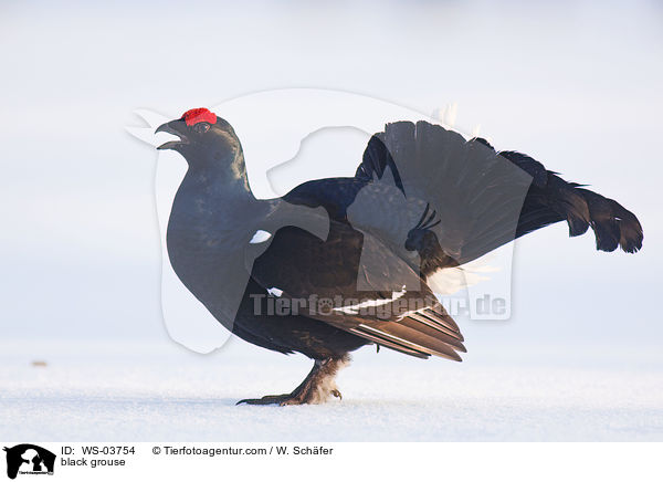 Birkhahn / black grouse / WS-03754