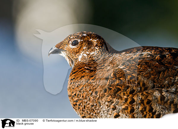 Birkhuhn / black grouse / MBS-07090
