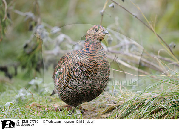 black grouse / DMS-07796