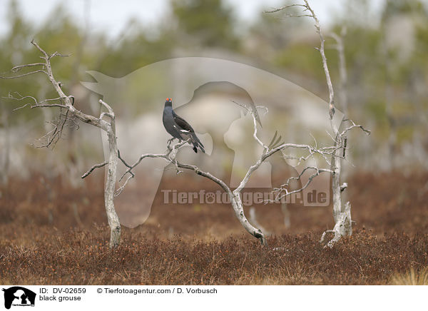 black grouse / DV-02659