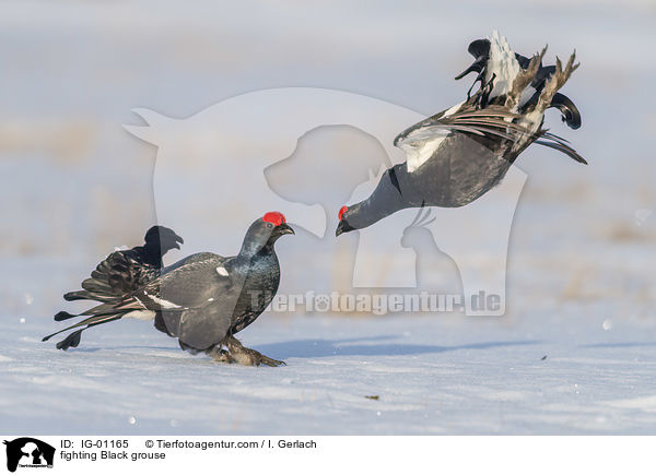 kmpfende Birkhhne / fighting Black grouse / IG-01165