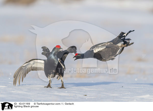 kmpfende Birkhhne / fighting Black grouse / IG-01169
