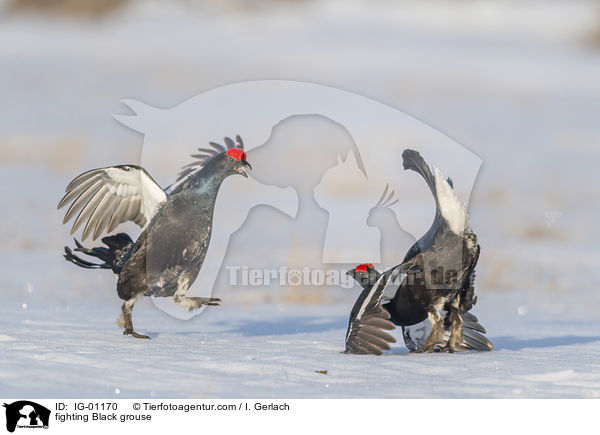 fighting Black grouse / IG-01170