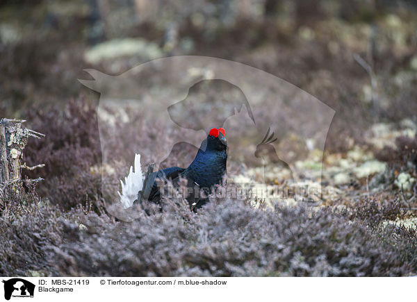 Birkhuhn / Blackgame / MBS-21419