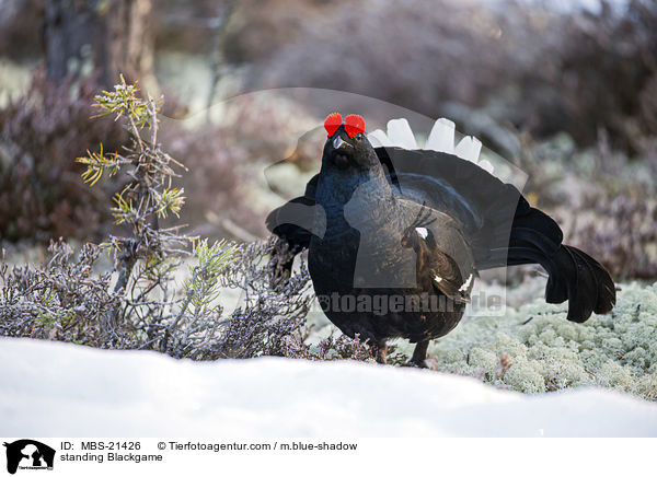 stehendes Birkhuhn / standing Blackgame / MBS-21426
