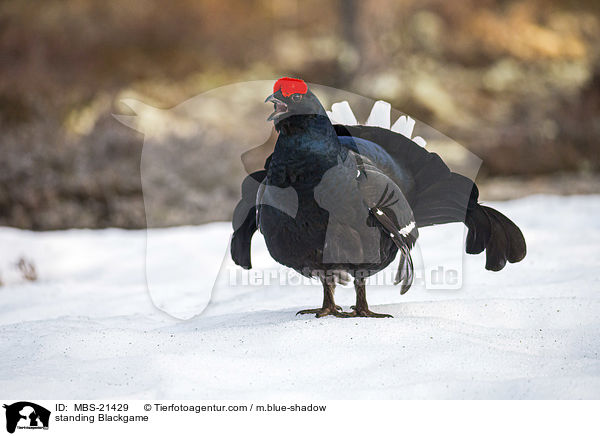 stehendes Birkhuhn / standing Blackgame / MBS-21429