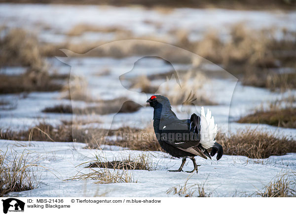 laufendes Birkhuhn / walking Blackgame / MBS-21436