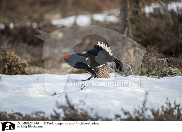 laufendes Birkhuhn / walking Blackgame / MBS-21444