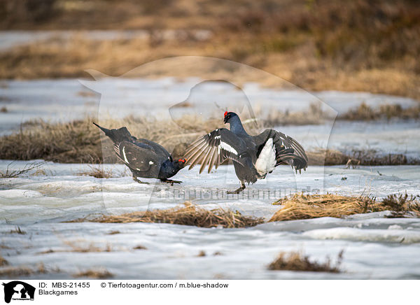 Birkhhner / Blackgames / MBS-21455