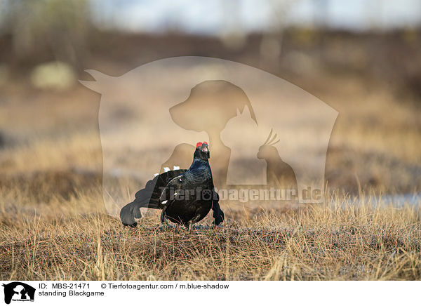 standing Blackgame / MBS-21471