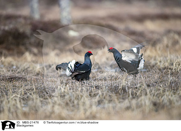 Birkhhner / Blackgames / MBS-21476