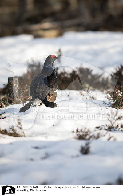 stehendes Birkhuhn / standing Blackgame / MBS-21488