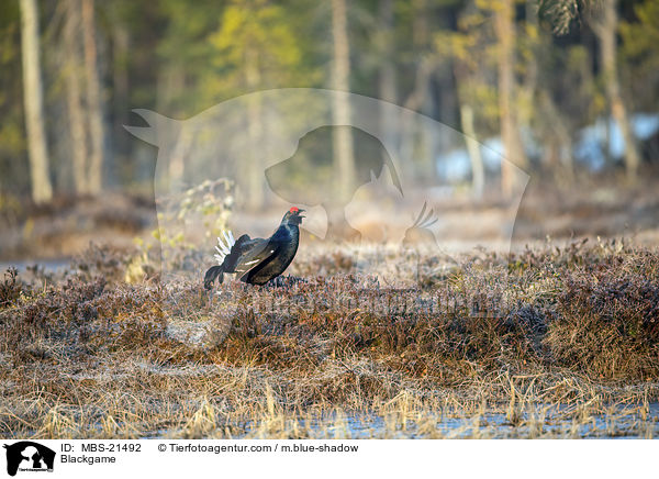 Birkhuhn / Blackgame / MBS-21492