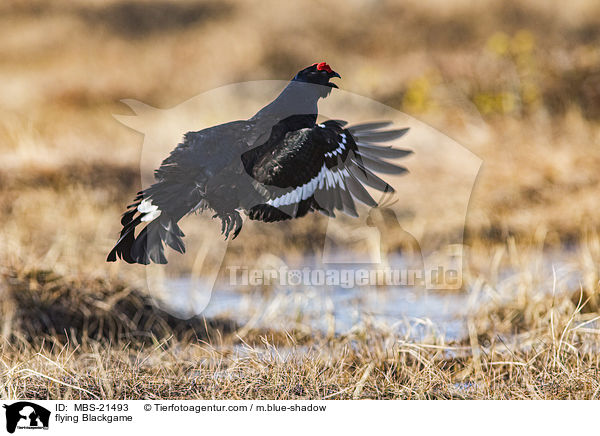 fliegendes Birkhuhn / flying Blackgame / MBS-21493