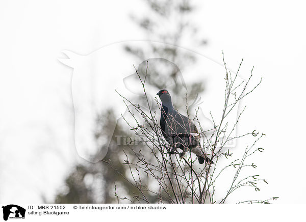 sitzendes Birkhuhn / sitting Blackgame / MBS-21502
