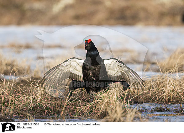Birkhuhn / Blackgame / MBS-21508
