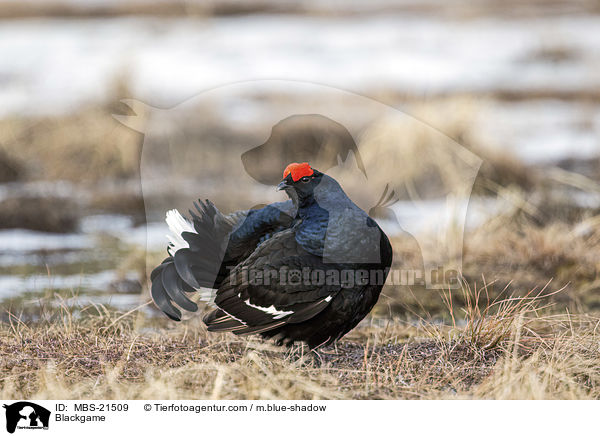 Birkhuhn / Blackgame / MBS-21509