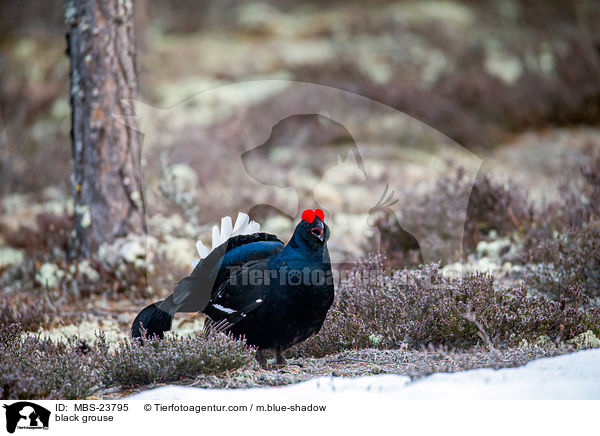 Birkhuhn / black grouse / MBS-23795