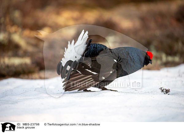 Birkhuhn / black grouse / MBS-23798