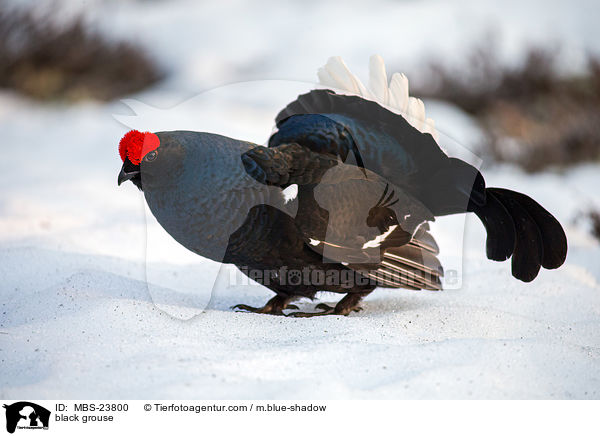 Birkhuhn / black grouse / MBS-23800