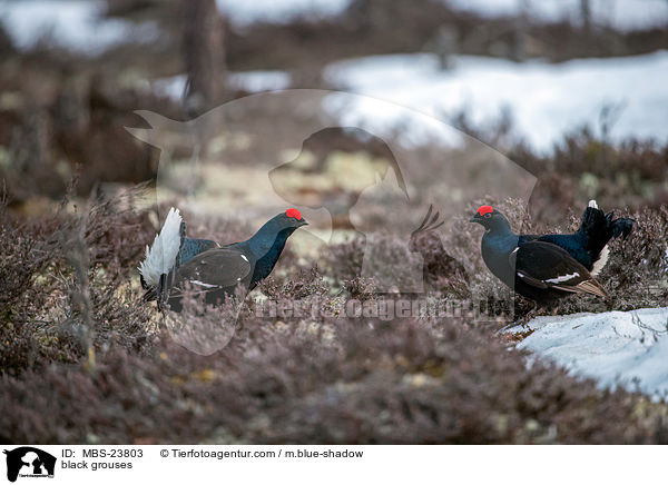 Birkhhner / black grouses / MBS-23803