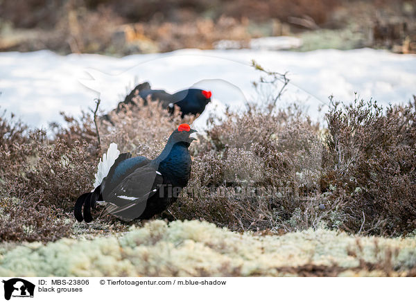 Birkhhner / black grouses / MBS-23806