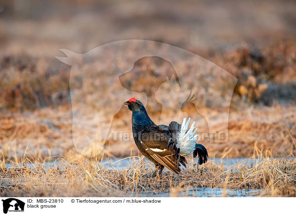 Birkhuhn / black grouse / MBS-23810